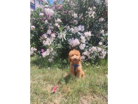 Erkek toy poodle