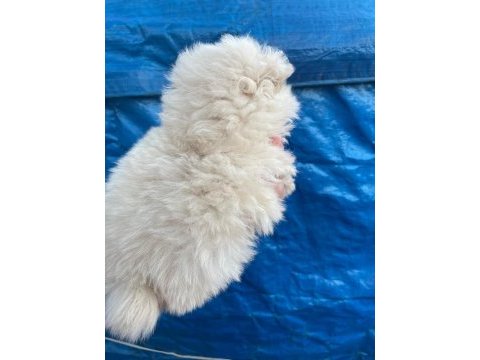 50 günlük ayı sürat pomeranian