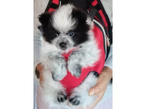 Pomeranian boo yedi aylık dişi karnesi var