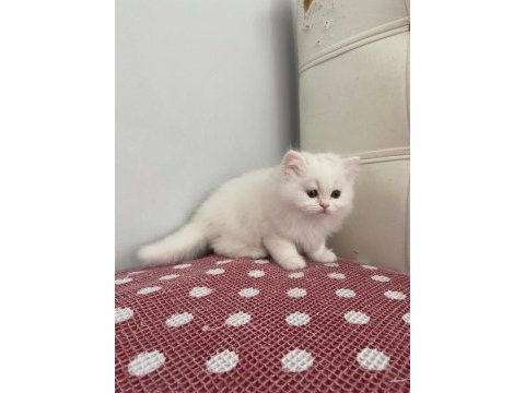 Beyaz chınchılla yavruları