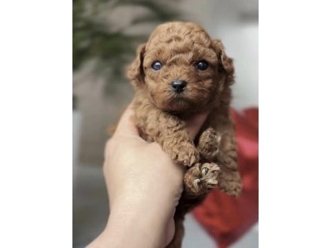 Toy poodle köpekleri