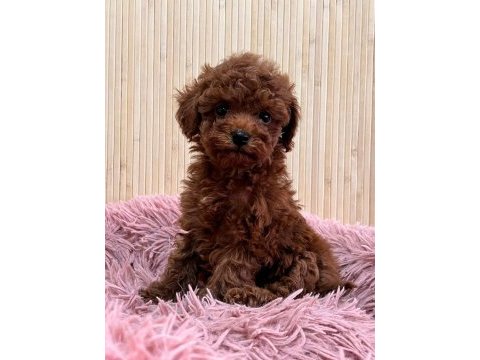 Teacup kore toy poodle yavruları 