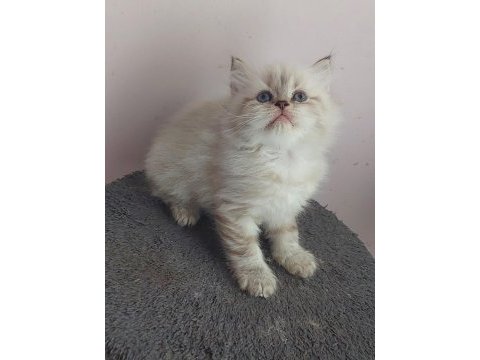 A kalite british silver longhair erkek teslime hazır