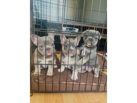 A kalite french bulldog yavrularımız teslime hazır