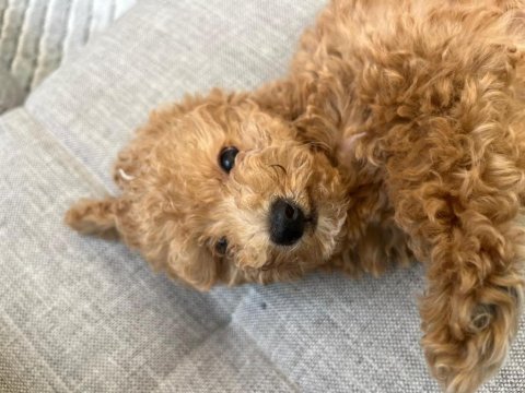 0 numara toy poodle 2 aylık erkek