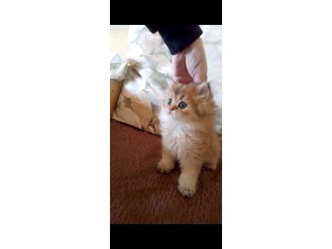 British longhair golden black