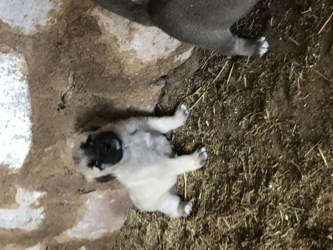 Orjinal güdük kangal yavruları