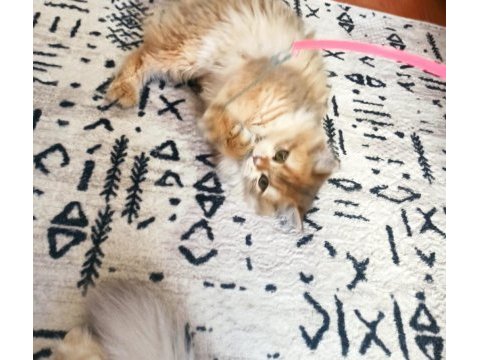 5 aylık dişi british longhair