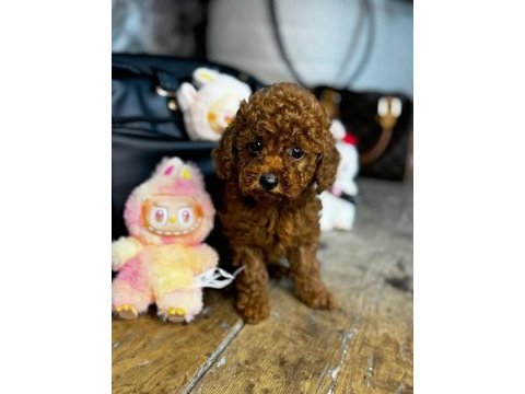 3 aylık aşıları tam toy poodle