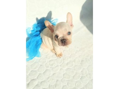 Güzeller güzeli french bulldog yavrularımız