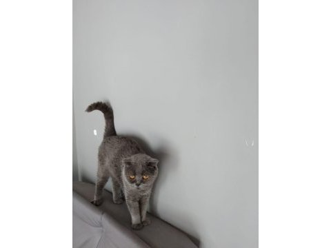 Yetişkin dişi scottish fold ve iran kedi