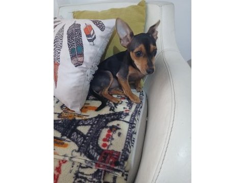 6 aylık dişi aşıları tam pinscher