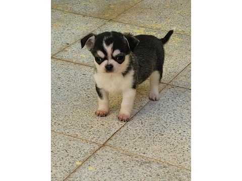 Teacup erkek chihuahua yavru