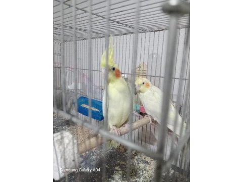 Sultan papağanı eş yavru alınmıştır