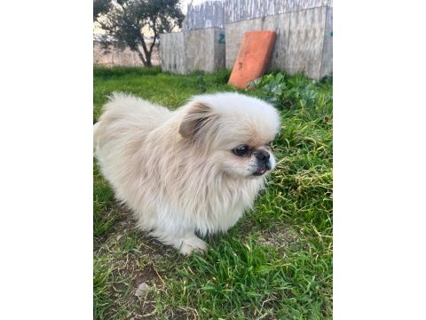 5 yasında beyaz pekingese yeni yuvasını arıyor