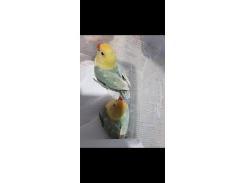 Temiz kafa orjinal parbulu cennetler