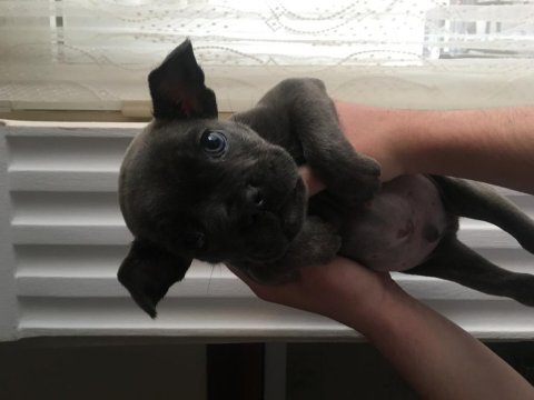 2 aylık french bulldog blue yavru