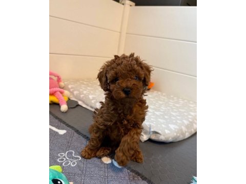 Seçkin poodle yavrular ziyarete açık aşılı