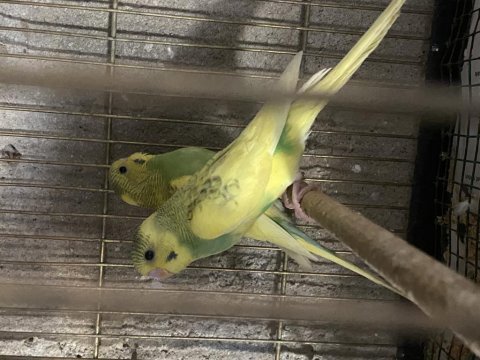 Yeni yeme düşmüş yerli muhabbet kuşu yavrular