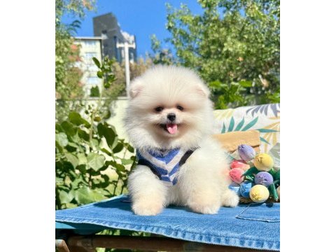 Boo pomeranian ayi surat yavrular