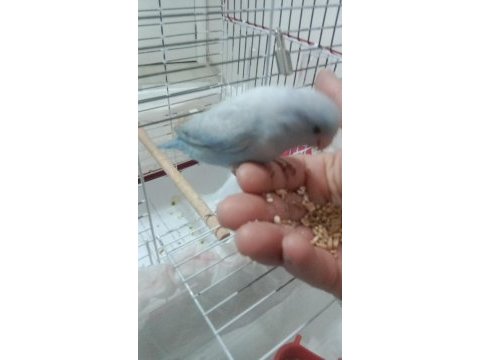 Yavru forpus papağanı