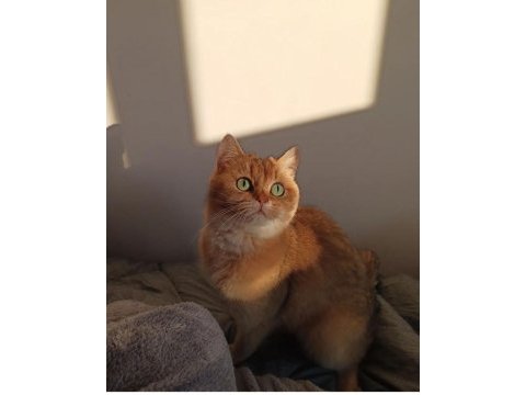 Golden dişi british shorthair yavrumuz sahiplendirilecektir