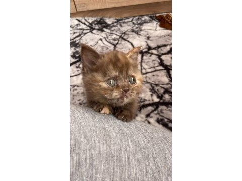 Karamel british shorthair dişi