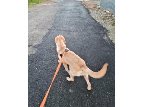 Latte kızımıza (labrador) yuva aranıyor
