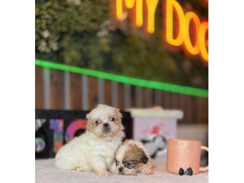 Shih tzu yavrular