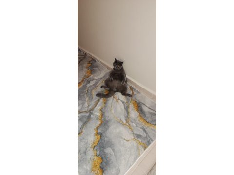 2 yaşında kısırlaştırılmış british shorthair