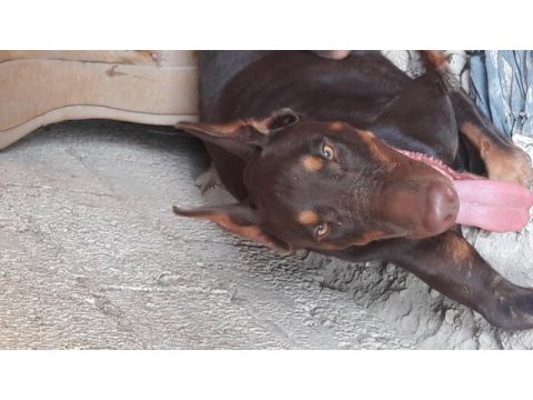 Sahiplendirme doberman
