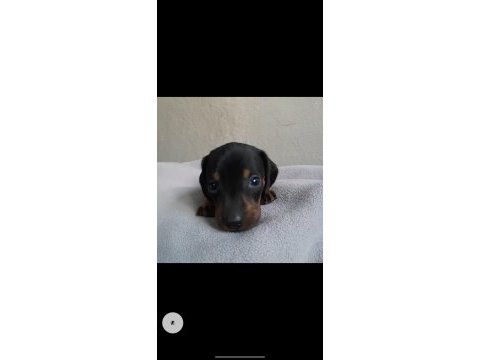 Safkan dachshund yavrular a kalite