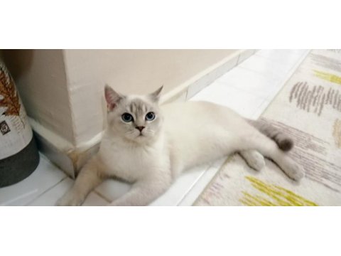 Mavi gözlü british shorthair blue point