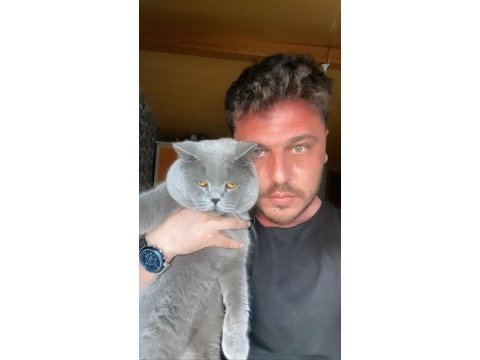 Zamanı gelen british shorthair bebeklerimiz