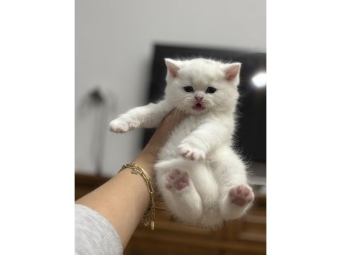British shorthair kedisi
