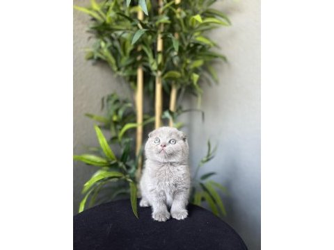 Scottish fold yavrularımız teslime hazır 