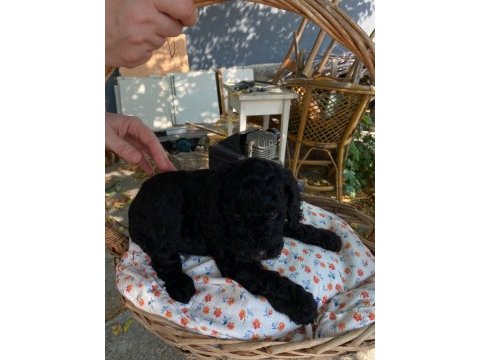 45 günlük 4 güzel toy poodle yavru