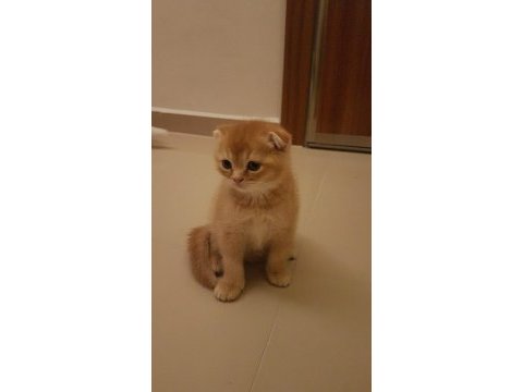Golden scottish fold 1.5 aylık yavrumuz