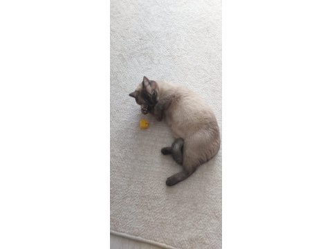 1 yaşında british shorthair cinsi kedimiz acil
