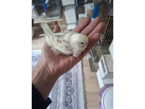 Yavru yeme düşecek muhabbet kuşları