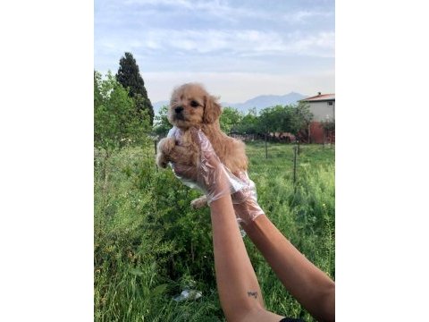 Sütlü kahve renginde muhteşem maltipoo bebekler