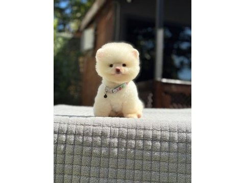 Ayıcık surat pomeranian yavrular