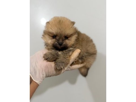 Pomeranian boo bebek köpeklerimiz