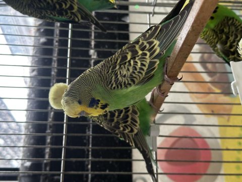 Yavru yetişkin show jumbo kuşun tek adresi