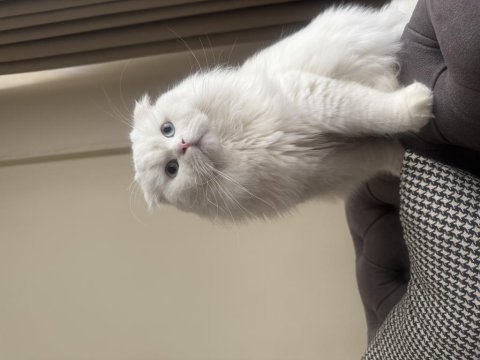 Scottish fold oğluma dişi eş adayı arıyorum