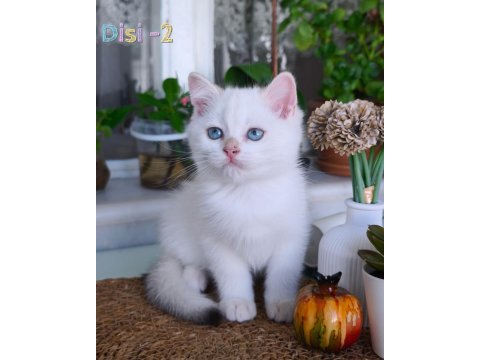 Safkan british longhair ve shorthair show kalite yavrular