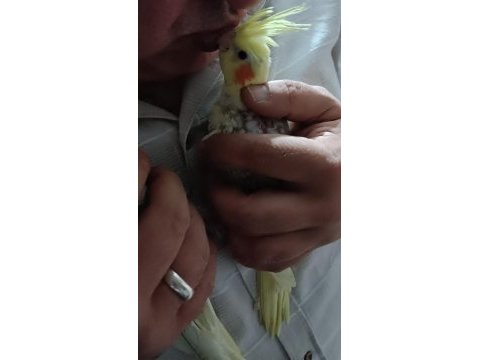 Sultan papağanı 1 aylık