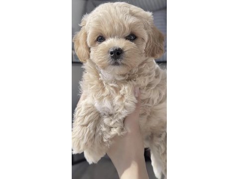 Maltipoo safkan köpeği