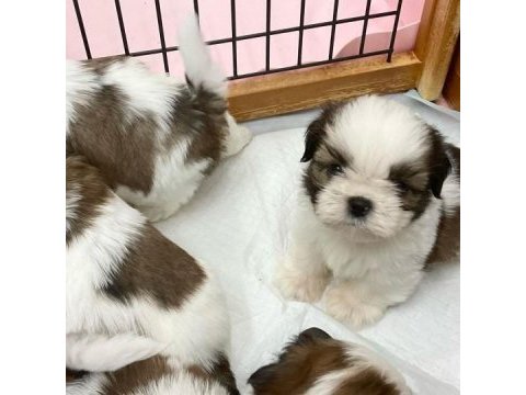 Irk garantili shih tzu yavruları