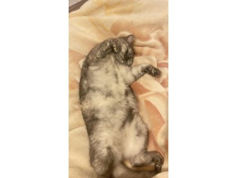 Uysal british shorthair kedidir